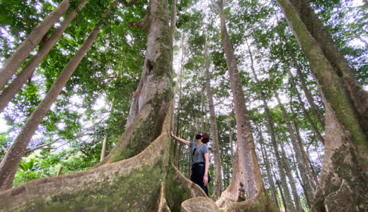 【ハワイ★カウアイ島旅行】⑤神聖な菩提樹の森の中を歩く