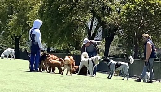 アニマルフレンドリーな街サンフランシスコの犬たち【ドッグラン／犬の散歩】